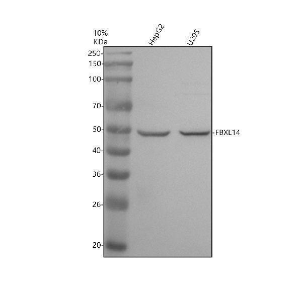 Western blot analysis of FBXL14 using anti-FBXL14 antibody (A12808-1)