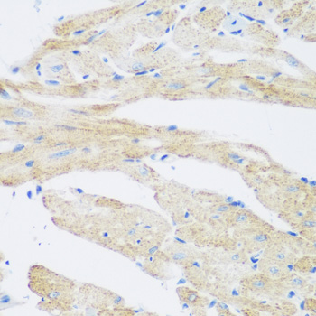 a12810 nat8b primary antiboties ihc testing 4