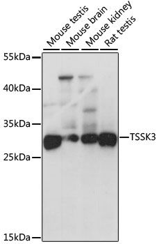a12812 tssk3 primary antiboties wb testing 1