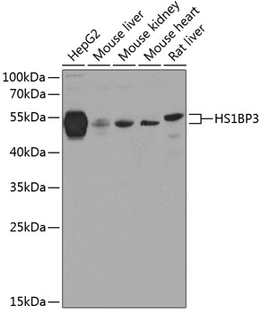 Western blot analysis of extracts of various cell lines, using HS1BP3 antibody  at 1:1000 dilution