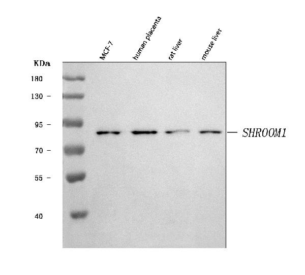 Figure 1. Western blot analysis of SHROOM1 using anti-SHROOM1 antibody (A12817-1). Electrophoresis was performed on a 5-20% SDS-PAGE gel at 70V (Stacking gel) / 90V (Resolving gel) for 2-3 hours. The sample well of each lane was loaded with 30 ug of sample unde r reducing conditions. Lane 1: human MCF-7 whole cell lysates, Lane 2: human placenta tissue lysates, Lane 3: rat liver tissue lysates, Lane 4: mouse liver tissue lysates. After electrophoresis, proteins were transferred to a nitrocellulose membrane at 150 mA for 50-90 minutes. Blocked the membrane with 5% non-fat milk/TBS for 1.5 hour at RT. The membrane was incubated with rabbit anti-SHROOM1 antigen affinity purified polyclonal antibody (Catalog # A12817-1) at 0.5 microg/mL overnight at 4°C, then washed with TBS-0.1%Tween 3 times with 5 minutes each and probed with a goat anti-rabbit IgG-HRP secondary antibody at a dilution of 1:5000 for 1.5 hour at RT. The signal is developed using an Enhanced Chemiluminescent detection (ECL) kit (Catalog # EK1002) with Tanon 5200 system. A specific band was detected for SHROOM1 at approximately 91 kDa. The expected band size for SHROOM1 is at 91 kDa.