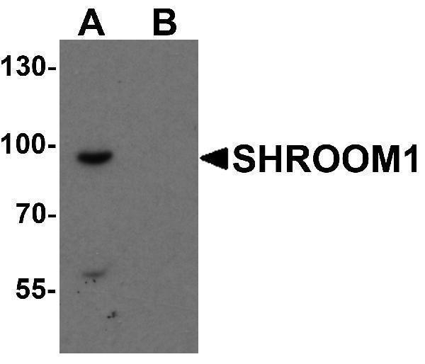 Western blot analysis of SHROOM1 in mouse heart tissue lysate with SHROOM1 antibody at 1 μg/mL in (A) the absence and (B) the presence of blocking peptide