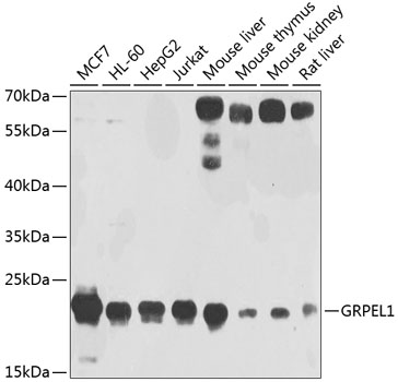 a12830 grpel1 primary antiboties wb testing 1