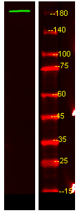 Western Blot analysis of HEK293 lysis, using primary antibody at 1:1000 dilution