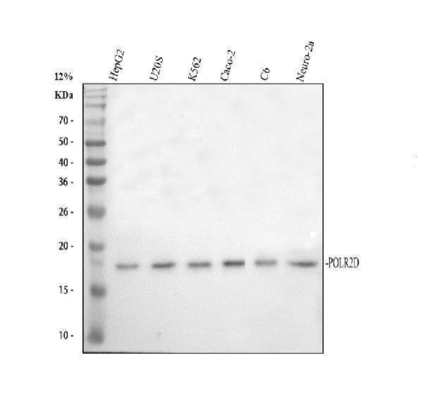 a12839 1 polr2d primary antibodies wb testing 1_1