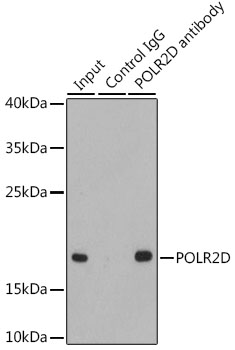 a12839 polr2d primary antiboties ip testing 3