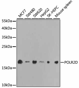 a12839 polr2d primary antiboties wb testing 1