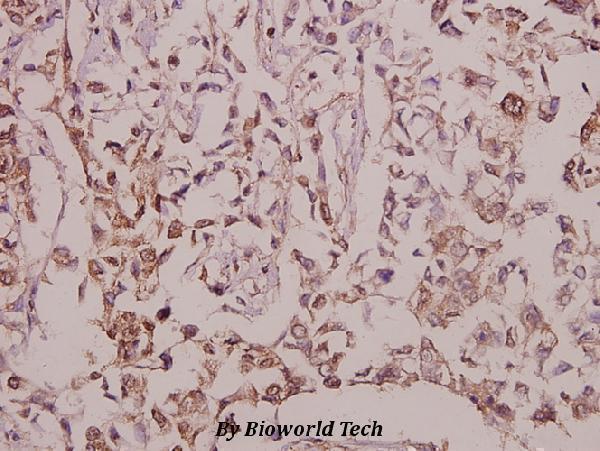a12840 1 megf8 primary antiboties ihc testing 2
