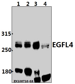 a12840 1 megf8 primary antiboties wb testing 1