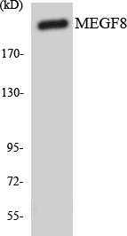 Western blot analysis of the lysates from COLO205 cells using MEGF8 antibody