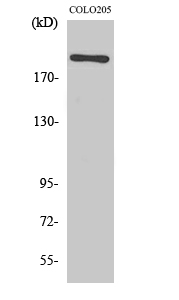 Western Blot analysis of various cells using EGFL4 Polyclonal Antibody