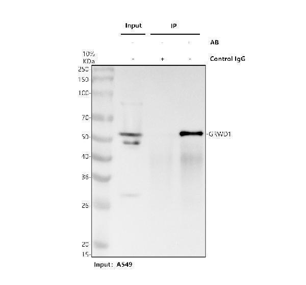 a12845 1 grwd1 primary antibodies ip testing 1