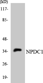 a12846 1 npdc1 primary antibodies wb testing 1