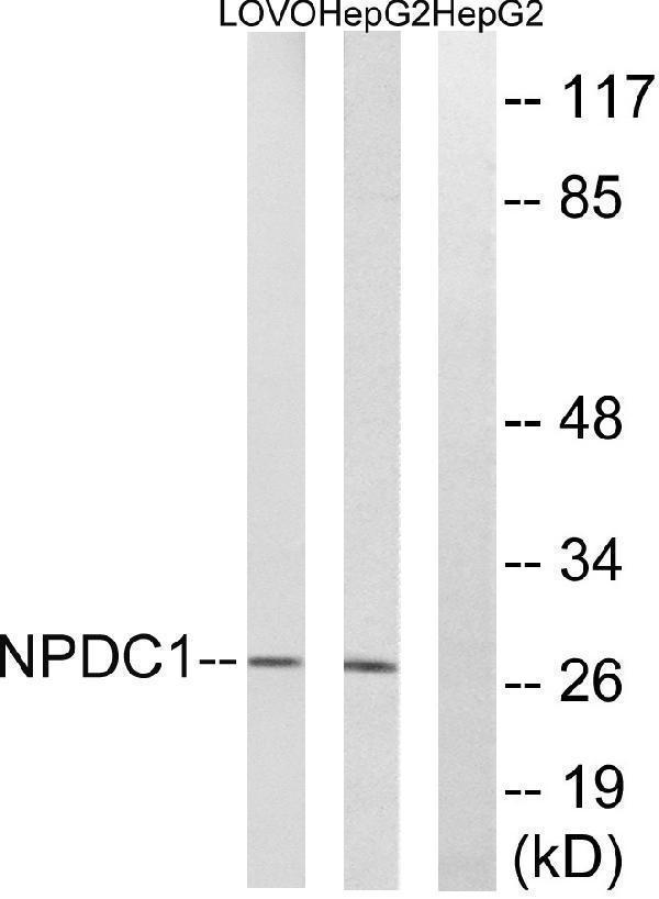a12846 1 npdc1 primary antibodies wb testing 3