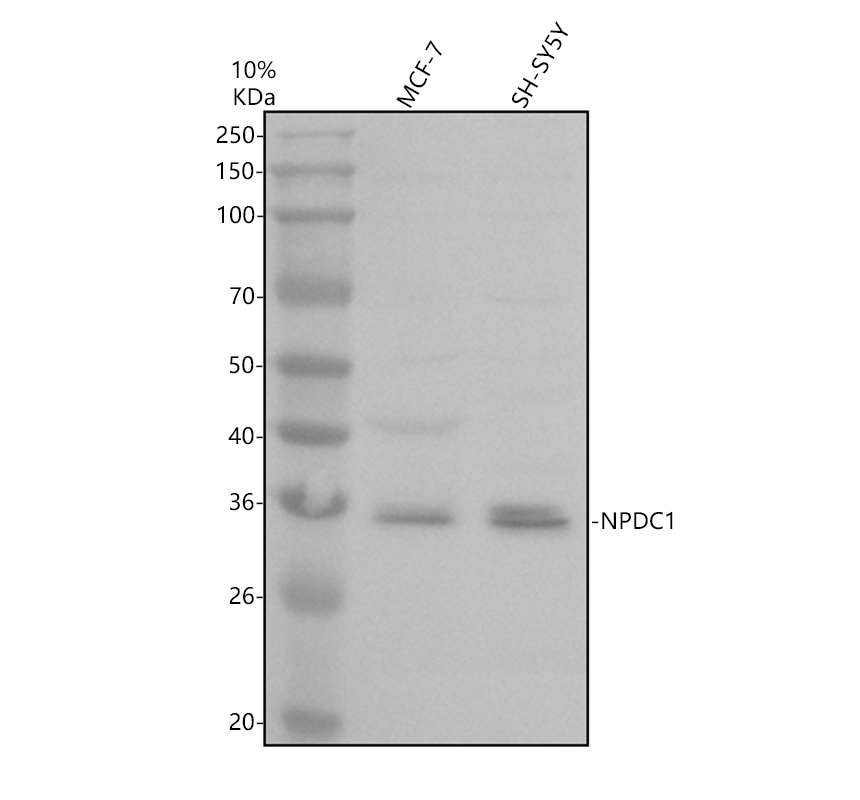 a12846 3 npdc1 primary antibodies wb testing 1