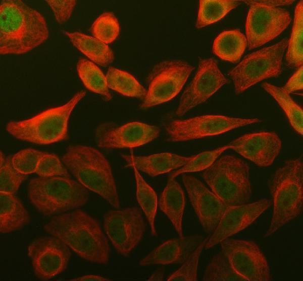 a12847 1 ube2f primary antibodies if testing 1