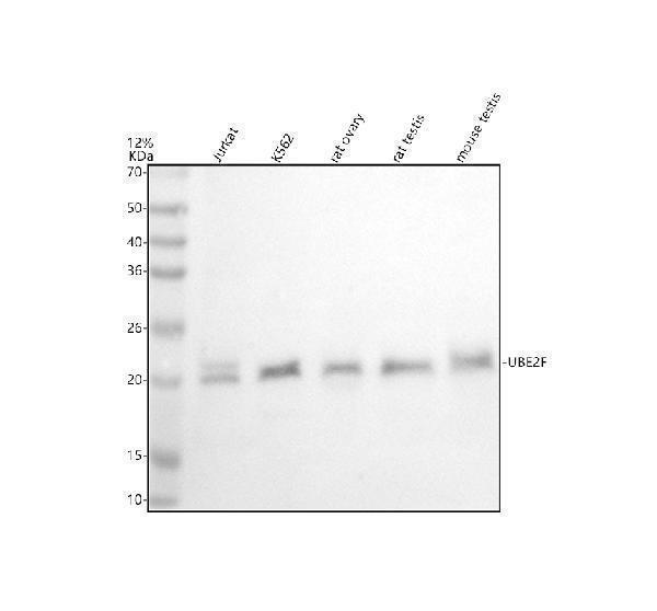 a12847 1 ube2f primary antibodies wb testing 1