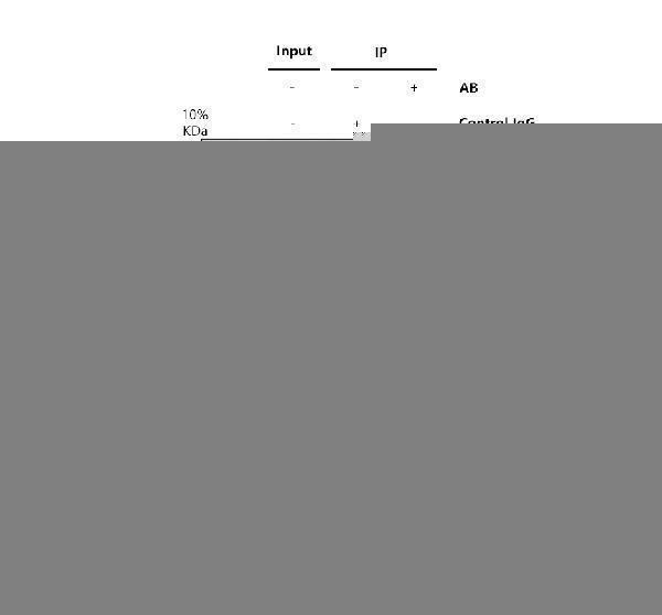 a12850 3 ddx55 primary antibodies ip testing 1