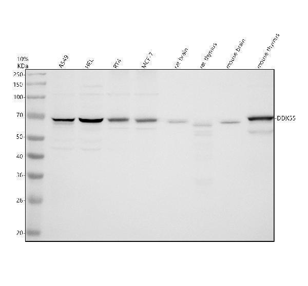 a12850 3 ddx55 primary antibodies wb testing 1