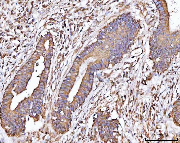  IHC analysis of MICALL2 using anti-MICALL2 antibody (A12852-1)