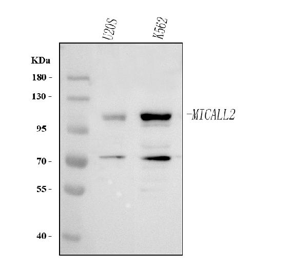 Figure 1. Western blot analysis of MICALL2 using anti-MICALL2 antibody (A12852-1). Electrophoresis was performed on a 5-20% SDS-PAGE gel at 70V (Stacking gel) / 90V (Resolving gel) for 2-3 hours. The sample well of each lane was loaded with 30 ug of sample under reducing conditions. Lane 1: human U20S whole cell lysates, Lane 2: human K562 whole cell lysates. After electrophoresis, proteins were transferred to a nitrocellulose membrane at 150 mA for 50-90 minutes. Blocked the membrane with 5% non-fat milk/TBS for 1.5 hour at RT. The membrane was incubated with rabbit anti-MICALL2 antigen affinity purified polyclonal antibody (Catalog # A12852-1) at 0.5 microg/mL overnight at 4°C, then washed with TBS-0.1%Tween 3 times with 5 minutes each and probed with a goat anti-rabbit IgG-HRP secondary antibody at a dilution of 1:5000 for 1.5 hour at RT. The signal is developed using an Enhanced Chemiluminescent detection (ECL) kit (Catalog # EK1002) with Tanon 5200 system. A specific band was detected for MICALL2 at approximately 109 kDa. The expected band size for MICALL2 is at 109 kDa.