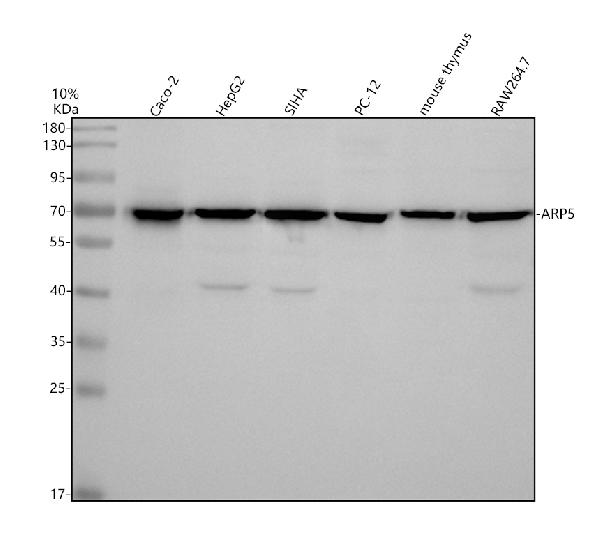 Western blot analysis of ARP5/ACTR5 using anti-ARP5/ACTR5 antibody (A12854)