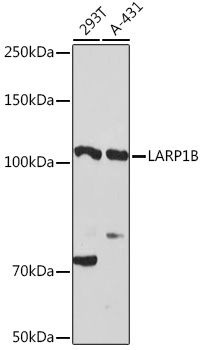 Western blot analysis of extracts of various cell lines, using LARP1B Rabbit pAb  at 1:3000 dilution