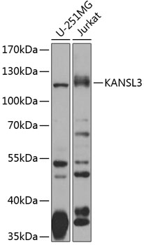 a12859 kansl3 primary antiboties wb testing 1