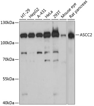 a12860 ascc2 primary antiboties wb testing 1