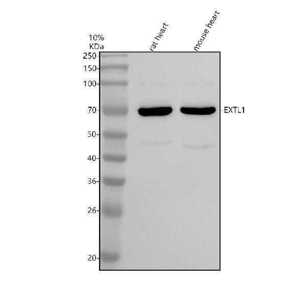 Western blot analysis of EXTL1 using anti-EXTL1 antibody (A12862)