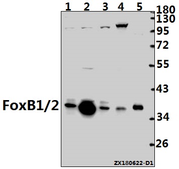 a12863 foxb1 primary antiboties wb testing 1