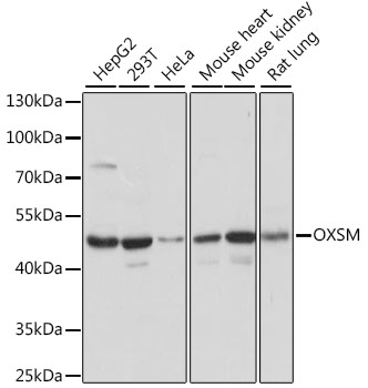 Western blot analysis of extracts of various cell lines, using OXSM antibody  at 1:1000 dilution
