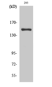 a12867 ankrd30a primary antibodies wb testing 2