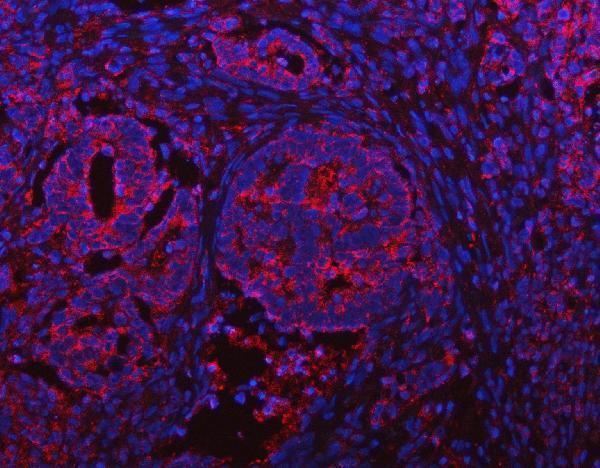 a12872 1 ift52 primary antibodies if testing 6