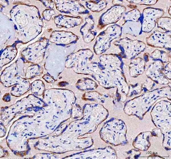  IHC analysis of IFT52 using anti-IFT52 antibody (A12872-1)
