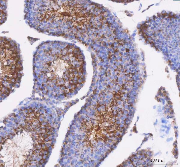 a12872 1 ift52 primary antibodies ihc testing 4