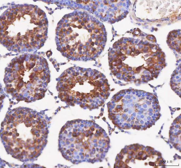 a12872 1 ift52 primary antibodies ihc testing 5