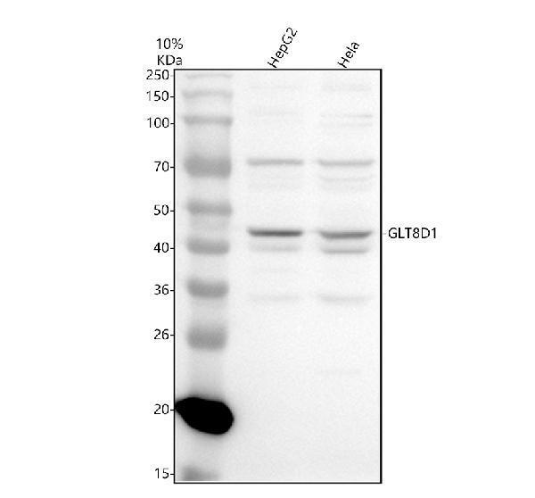 Western blot analysis of GLT8D1 using anti-GLT8D1 antibody (A12877-1)