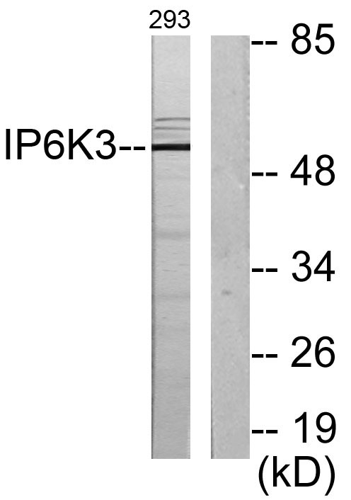 Western blot analysis of lysates from 293 cells, using IP6K3 Antibody