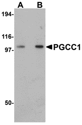 a12891 fam120b primary antibodies wb testing 1