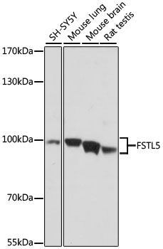 Western blot analysis of extracts of various cell lines, using FSTL5 antibody  at 1:1000 dilution