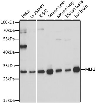a12895 mlf2 primary antiboties wb testing 1