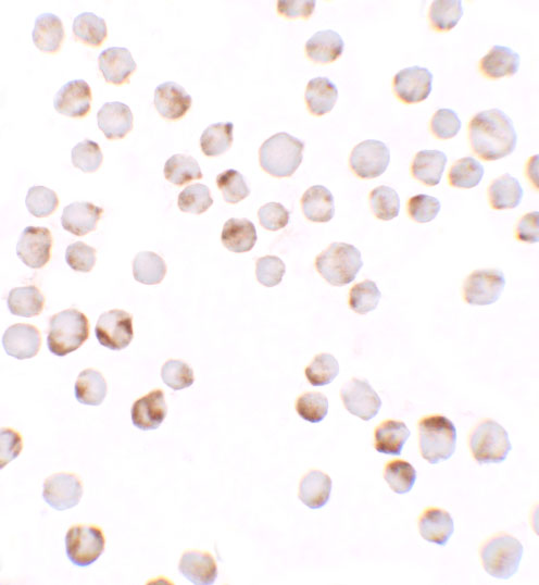 a12896 tiaf primary antibodies icc testing 2