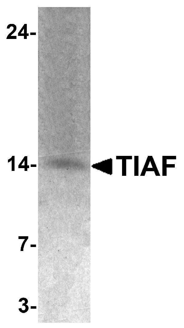 a12896 tiaf primary antibodies wb testing 1
