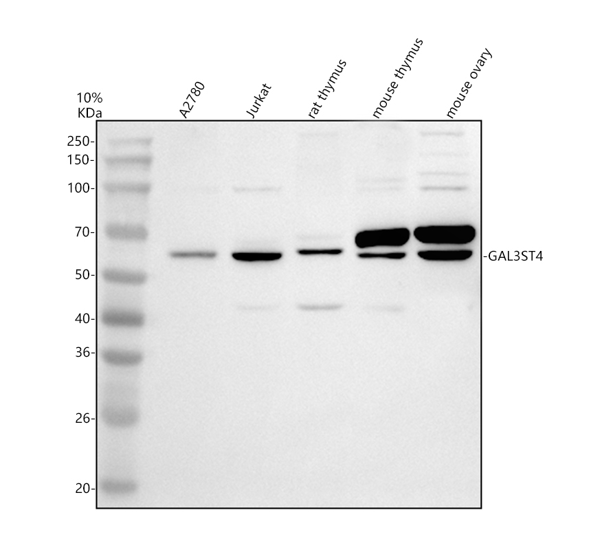 a12901 1 gal3st4 primary antibodies wb testing 1