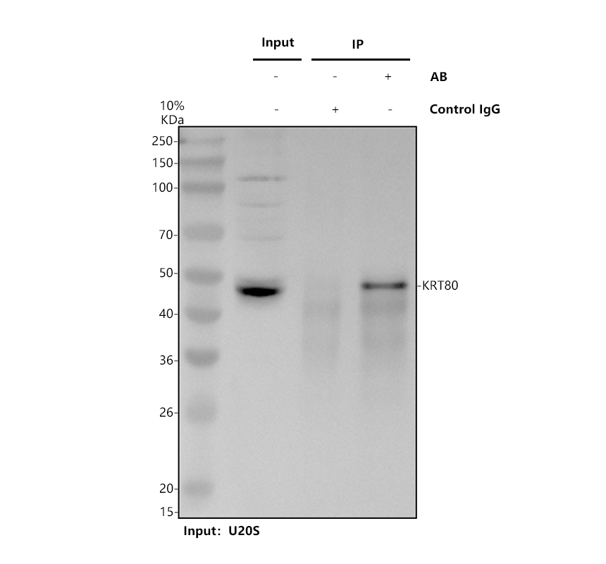 Immunoprecipitating Cytokeratin 80/KRT80 in U2OS whole cell lysate
