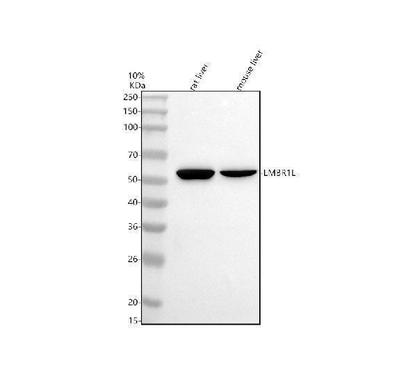 a12907 1 lmbr1l primary antibodies wb testing 1