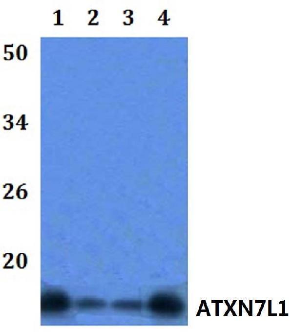 Western blot (WB) analysis of ATXN7L1 polyclonal antibody at 1:500 dilution  Lane1:HEK293T whole cell lysate
Lane2:Raw264