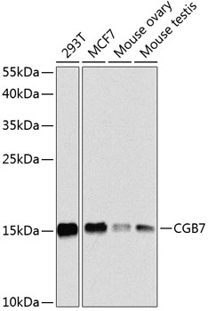 a12918 cgb7 primary antiboties wb testing 1