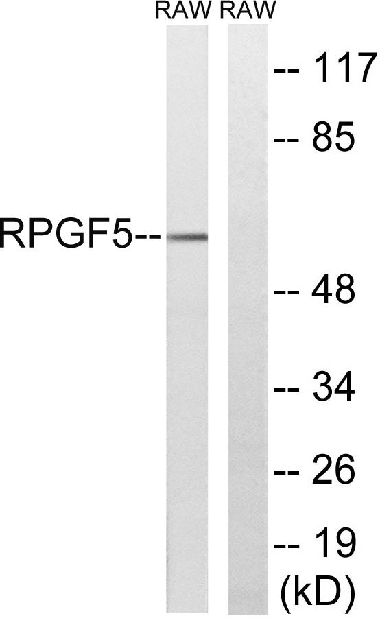 Western blot analysis of lysates from RAW264